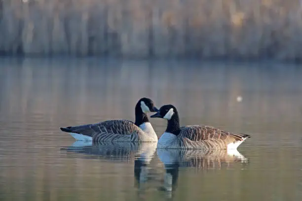 27 february 2019, Basse Yutz, Yutz, Thionville Portes de France, Moselle, France. In the early morning, when the first rays of sun come to caress the surface of the water, a group of Canada Geese floats on the surface of the water. Between the heat of the sunlight, a remnant of fog on the surface of the pond, and the shaded parts still covered with frost, the atmosphere is beautiful.