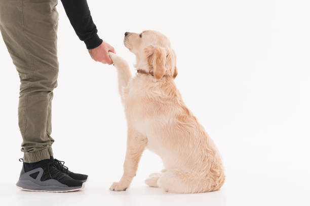 Dog owner teaching her dog