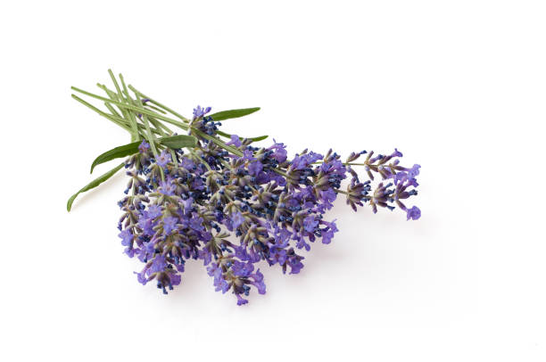 Bunch of lavender flowers isolated over white background