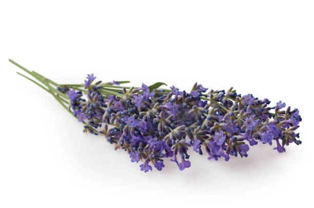 istock Lavender flowers isolated on white background 1133030186