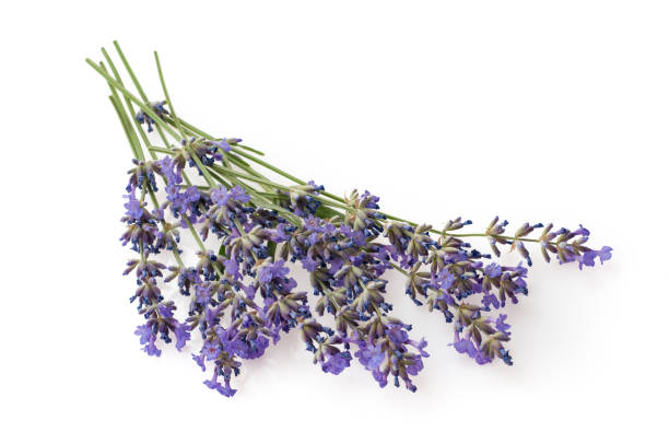 istock Fresh cut fragrant lavender plant flowers bunch isolated on white 1133030218