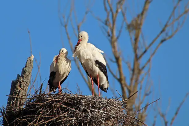 17 february 2019, Garche, Thionville portes de France, Moselle, Lorraine, France. Two white storks, standing in their nest, take the winter sun.