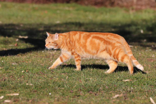 istock Morning Ballad for a beautiful red cat 02. 1133030613