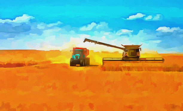 kombinieren sie harvester cutting barley, endlose felder unter blauem himmel mit wolken - corn stubble illustrations stock-grafiken, -clipart, -cartoons und -symbole