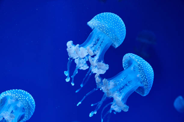 istock Australian spotted jellyfish in a plankton cloud 1133032045