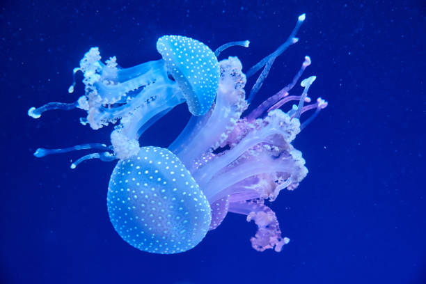 istock Australian spotted jellyfish in a plankton cloud 1133032067