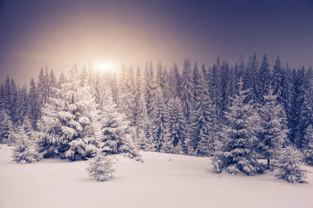 istock Fantastic winter landscape. Carpathian, Ukraine, Europe. 1133032838