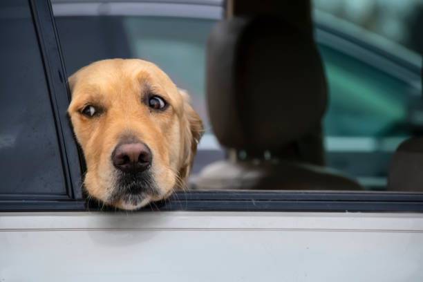 cuidado perro golden retriever mira fuera de la ventana del coche con la cabeza descansando en la ventana de abajo-cierre - susan fotografías e imágenes de stock