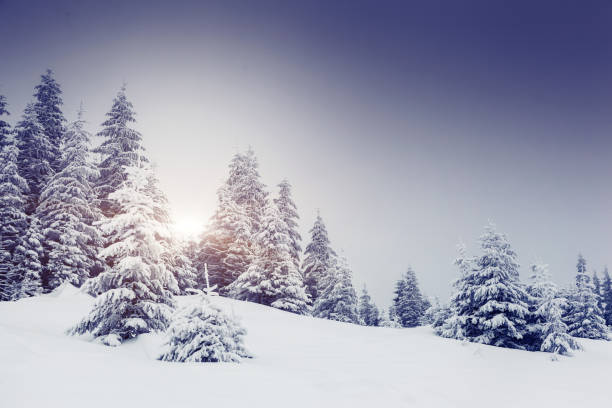 istock Fantastic winter landscape. Carpathian, Ukraine, Europe. 1133032881