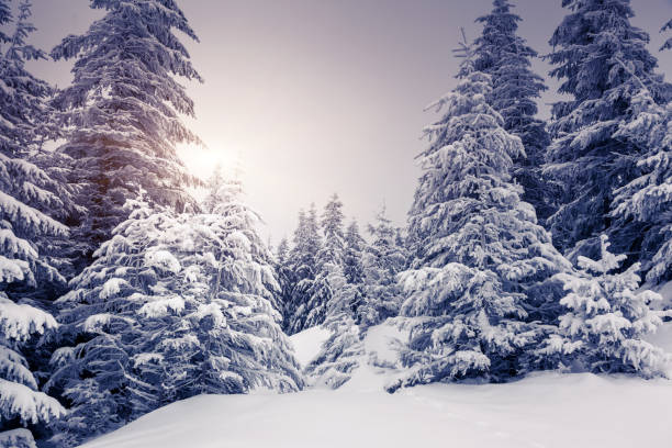 istock Fantastic winter landscape. Carpathian, Ukraine, Europe. 1133032935