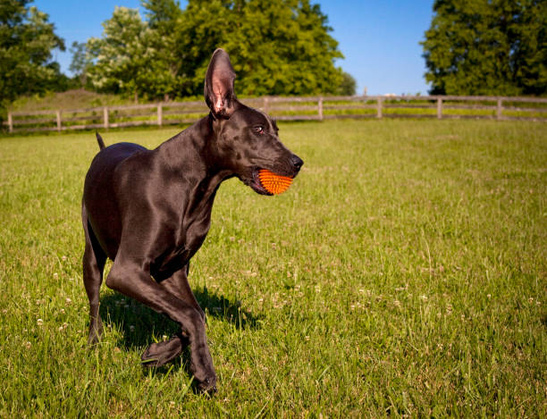 istock Silly great Dane puppy with her ball 1133033279