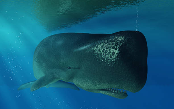 Sperm Whale Under the Surface stock photo
