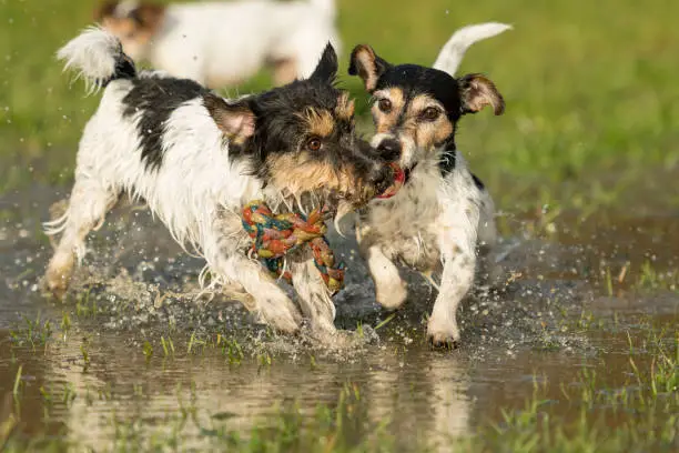 two cute dogs playing and fighting with a ball in a water puddle in the snowless winter. Jack Russell Terrier 4 and 9 years old
