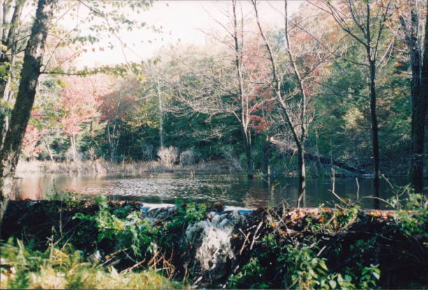 istock Country dam in the woods 1133034516