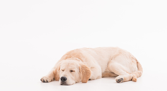 Golden retriever puppy dog over white background
