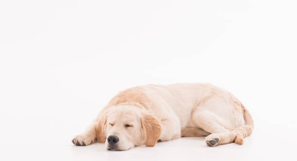 golden retriever puppy dog over white background - dog puppy lying down looking at camera imagens e fotografias de stock