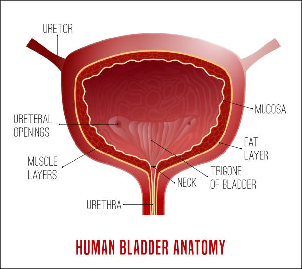 Bladder Anatomy Image Urinary bladder. Human organ anatomy. Editable vector illustration in realistic style isolated on white background. Medical, healthcare and scientific concept. Educational infographic bladder stock illustrations