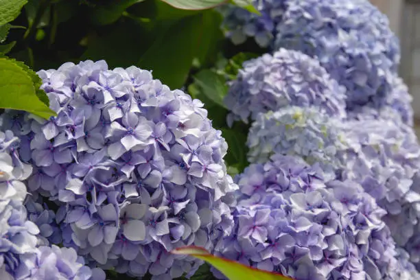 Detail of blue hydrangea or hortensia beautiful flowers blooming in a springtime garden