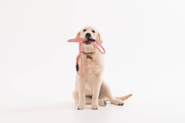 golden retriever cachorro perro con coller - correa objeto fabricado fotografías e imágenes de stock