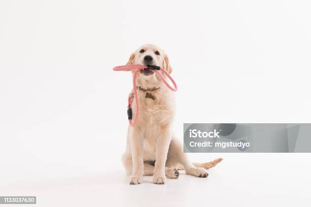 Golden Retriever Puppy Dog With Coller Stock Photo - Download Image Now - Dog, Pet Leash, White Background