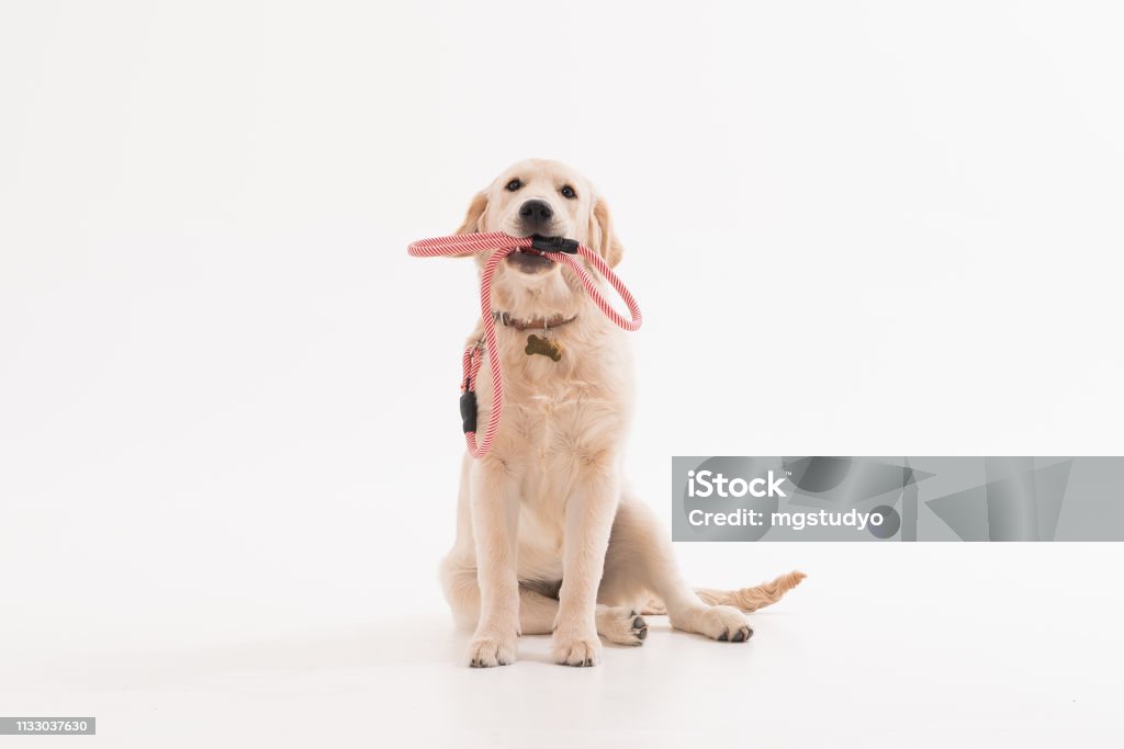 Cão de filhote de cachorro do Retriever dourado com Coller - Foto de stock de Cão royalty-free