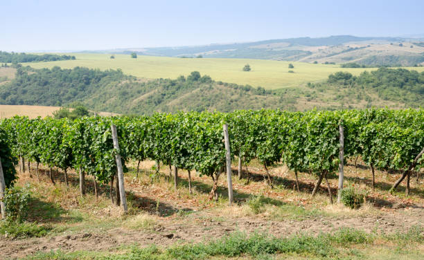 istock Vineyards along Danube river in North East Bulgaria 1133038324