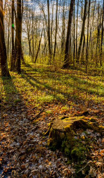 istock Spring Sunny day in Nevsky forest Park. 1133038388