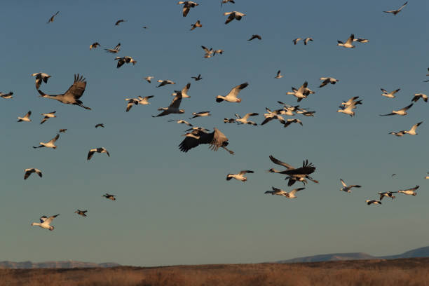 istock Sandhill Crane Bosque del Apache Wildlife Reserve New Mexico USA 1133038532