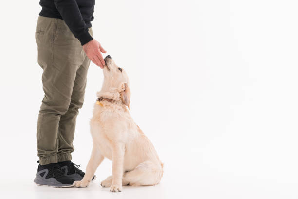 istock Training a golden retriever Puppy 1133038558