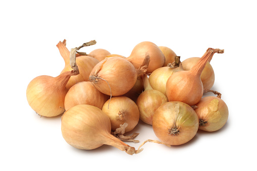 Seeding onion on white background