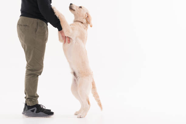 istock Training a golden retriever Puppy 1133038824