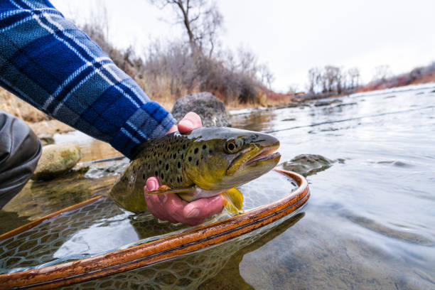 istock Catch and Release Brown Trout Closeup Fish Portrait 1133039759
