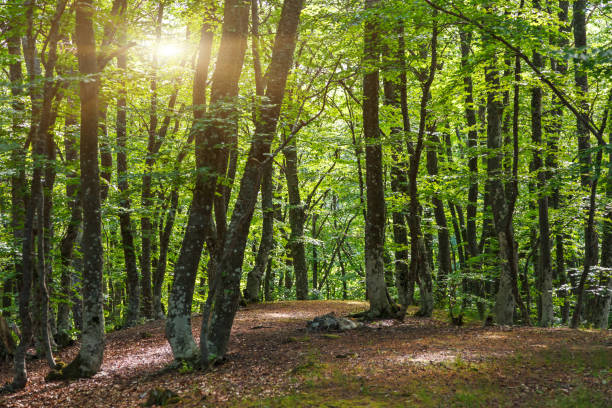 istock Sunlight in the green forest early morning. 1133041053