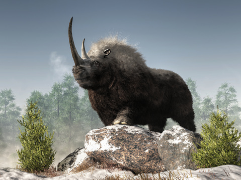 A woolly rhino stands atop some snow covered rocks in a wintry ice age scene. The dark fur covered, ice age beast is a massive creature with a great curved horn and a strong build. 3D Rendering