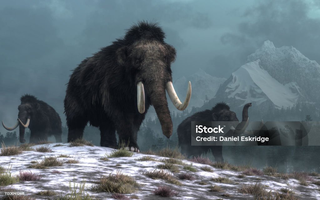 Woolly Mammoths A trio of woolly mammoths trudges over snow covered hills.  Behind them, mountains with snow covered peaks rise above dark green forests of fir trees. 3D Rendering Woolly Mammoth Stock Photo