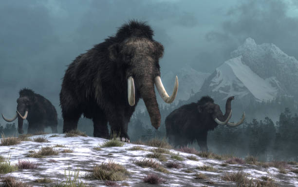 Woolly Mammoths A trio of woolly mammoths trudges over snow covered hills.  Behind them, mountains with snow covered peaks rise above dark green forests of fir trees. 3D Rendering extinct photos stock pictures, royalty-free photos & images
