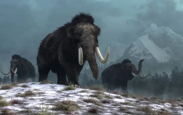 A trio of woolly mammoths trudges over snow covered hills.  Behind them, mountains with snow covered peaks rise above dark green forests of fir trees. 3D Rendering