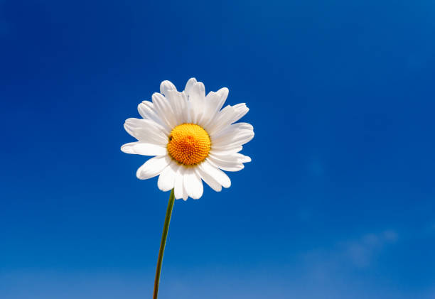istock Summer field with white daisies on blue sky. 1133041279