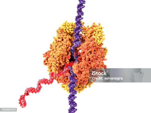 Rna Polymerase Ii Transcribing Dna Into Rna Stock Photo - Download Image Now - DNA, RNA, Protein