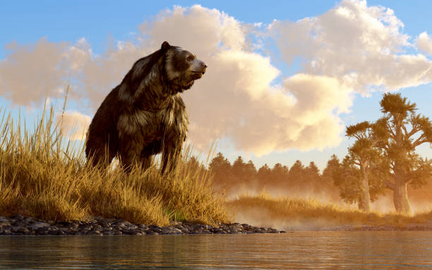 Short Faced Bear An unusual looking bear, the now extinct short faced bear, an animal of the last ice age, sits in the deep grass on the rocky shore of a prehistoric North American wetland. 3D Rendering. mammal stock pictures, royalty-free photos & images