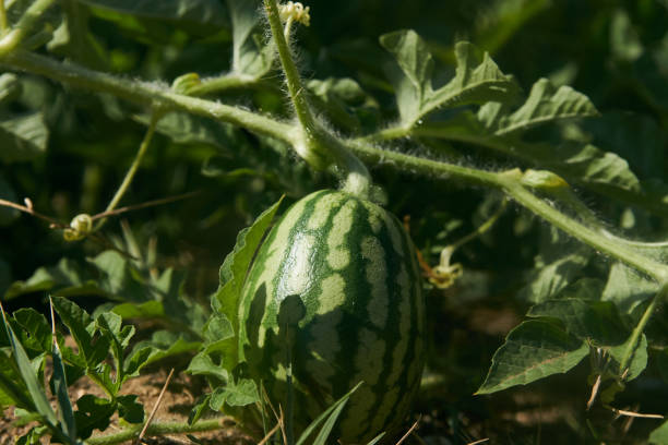 istock Growing small green striped watermelon plant, close-up 1133044608