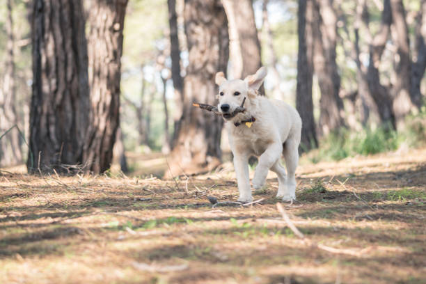 The dog is a labrador in the forest.