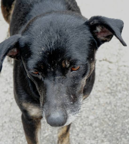 istock Stray dogs living at Thai temples around the country.  Monks feeds them. 1133044708