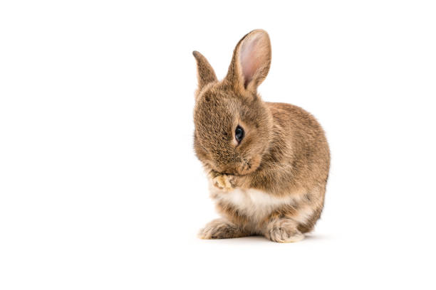 棕色兔子嬰孩在白色背景 - ostern 個照片及圖片檔