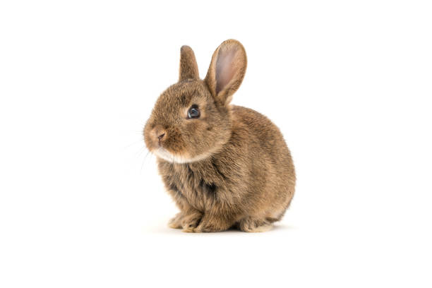 istock Brown bunny baby on white background 1133044917