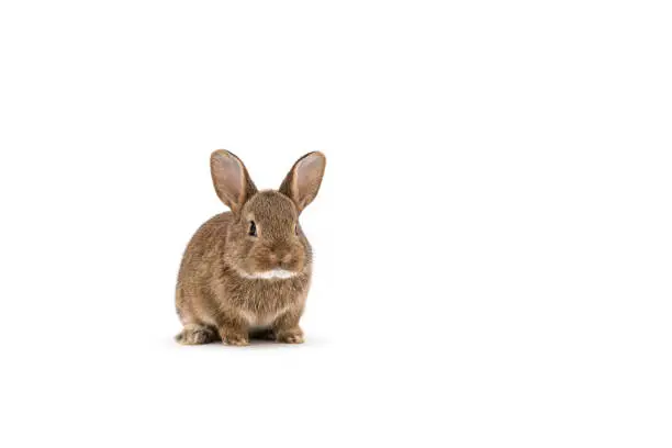 Brown breed rabbit exposed on white background