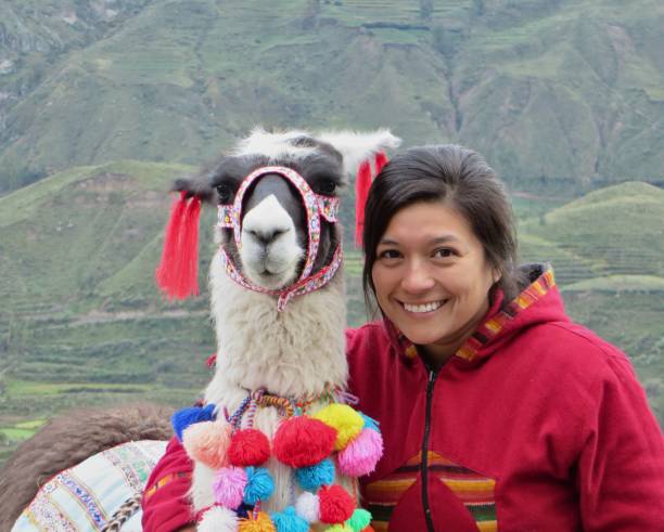 istock Portrait with a Lama glama 1133046181