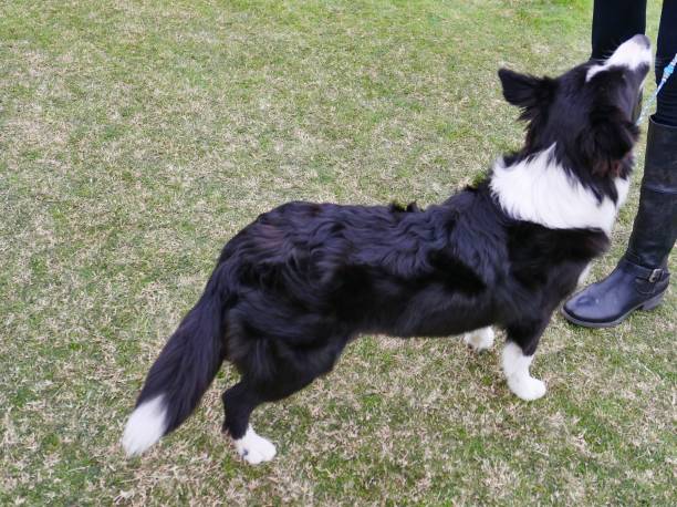 istock Border Collie Dog at park 1133046688