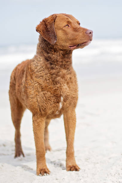 Chesapeake Bay Retriever on the Beach