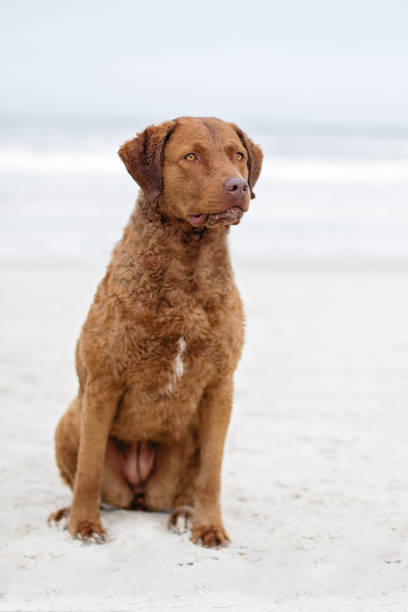 istock Chesapeake Bay Retriever on the Beach 1133047491